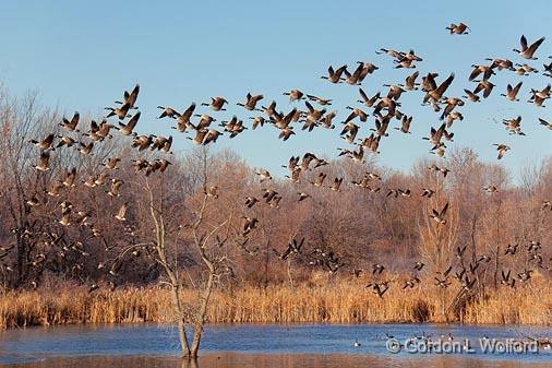 Geese Flyout_10633.jpg - Canada Goose (Branta canadensis) photographed near Richmond, Ontario, Canada.